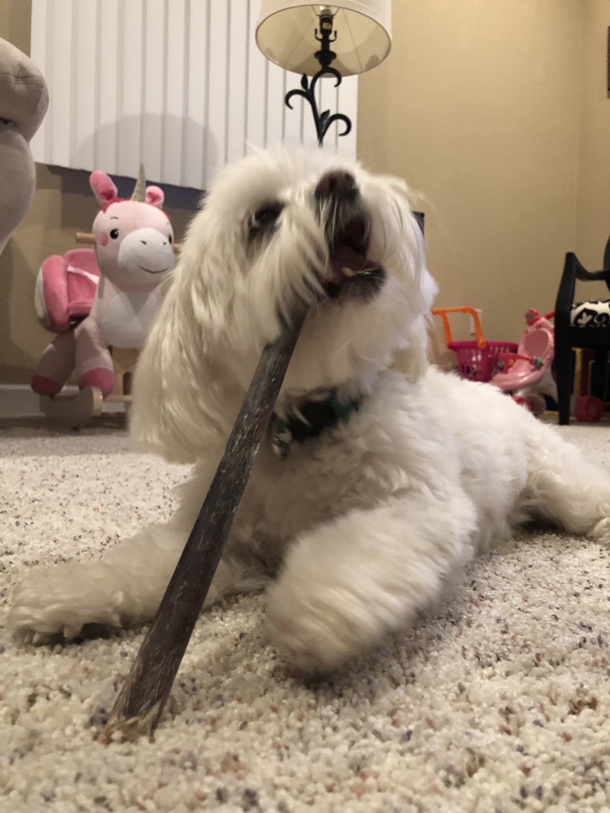 Bella